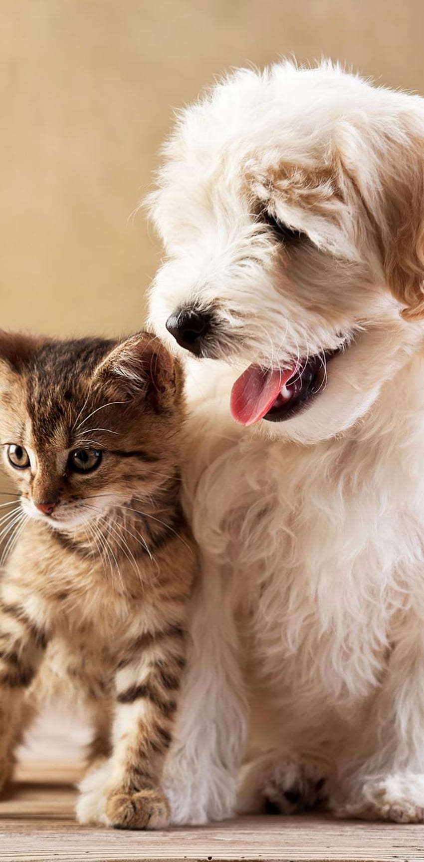 Kitten pupy kedi dog by Pisipalas - on ZEDGEâ, Dog and Kittens HD phone wallpaper